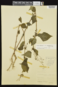 Circaea canadensis image