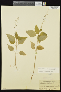 Circaea canadensis image