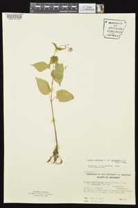 Circaea canadensis image