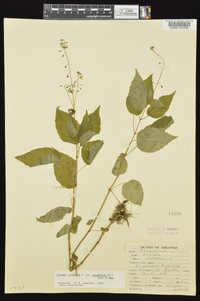 Circaea canadensis image