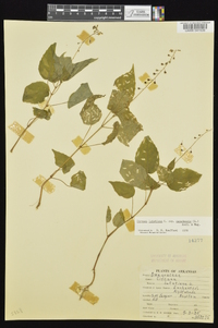 Circaea canadensis image