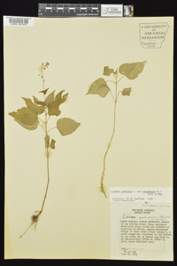 Circaea canadensis image