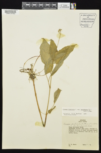 Circaea canadensis image