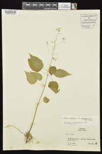 Circaea canadensis image