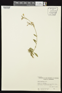 Oenothera filiformis image