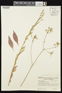 Oenothera filiformis image