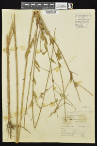 Oenothera filiformis image