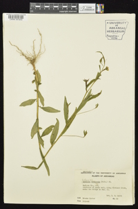 Ludwigia decurrens image