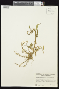 Ludwigia decurrens image