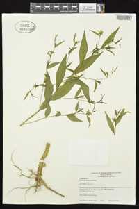 Ludwigia decurrens image