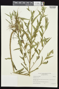 Ludwigia decurrens image