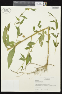 Ludwigia decurrens image