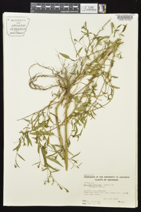 Ludwigia decurrens image