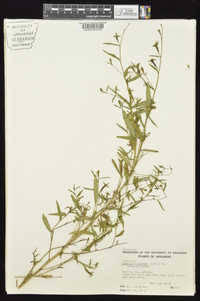 Ludwigia decurrens image