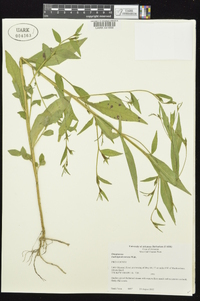 Ludwigia decurrens image