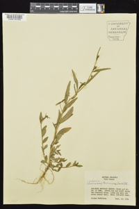 Ludwigia decurrens image