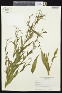 Ludwigia decurrens image