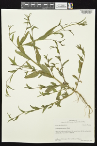 Ludwigia decurrens image