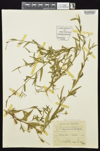 Ludwigia decurrens image