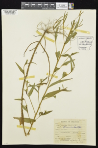 Ludwigia decurrens image