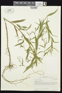 Ludwigia decurrens image