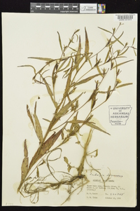 Ludwigia decurrens image