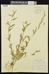 Ludwigia decurrens image