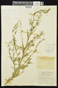 Ludwigia decurrens image