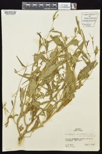 Ludwigia decurrens image