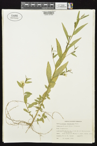 Ludwigia decurrens image