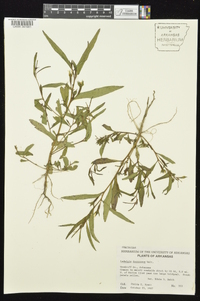 Ludwigia decurrens image