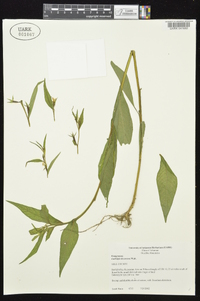 Ludwigia decurrens image