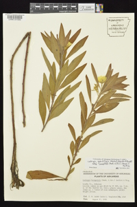 Ludwigia grandiflora image