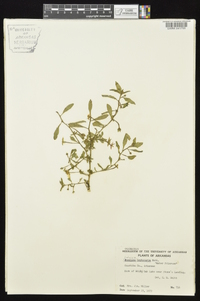 Ludwigia leptocarpa image