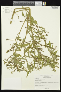 Ludwigia leptocarpa image