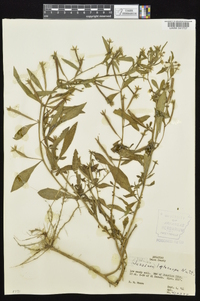 Ludwigia leptocarpa image