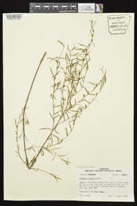 Ludwigia linearis image