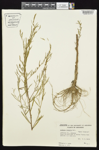 Ludwigia linearis image