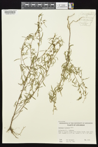 Ludwigia linearis image