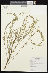 Ludwigia linearis image