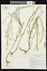 Ludwigia linearis image