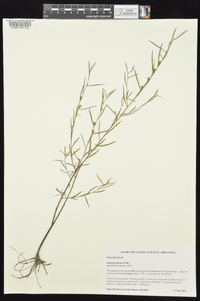 Ludwigia linearis image