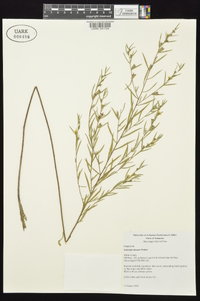 Ludwigia linearis image