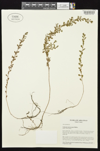 Ludwigia microcarpa image