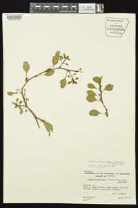 Ludwigia peploides image