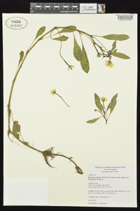 Ludwigia peploides image