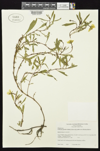 Ludwigia peploides image