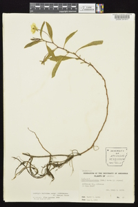 Ludwigia peploides image