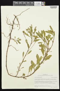 Ludwigia peploides subsp. glabrescens image