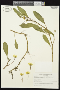 Ludwigia peploides image